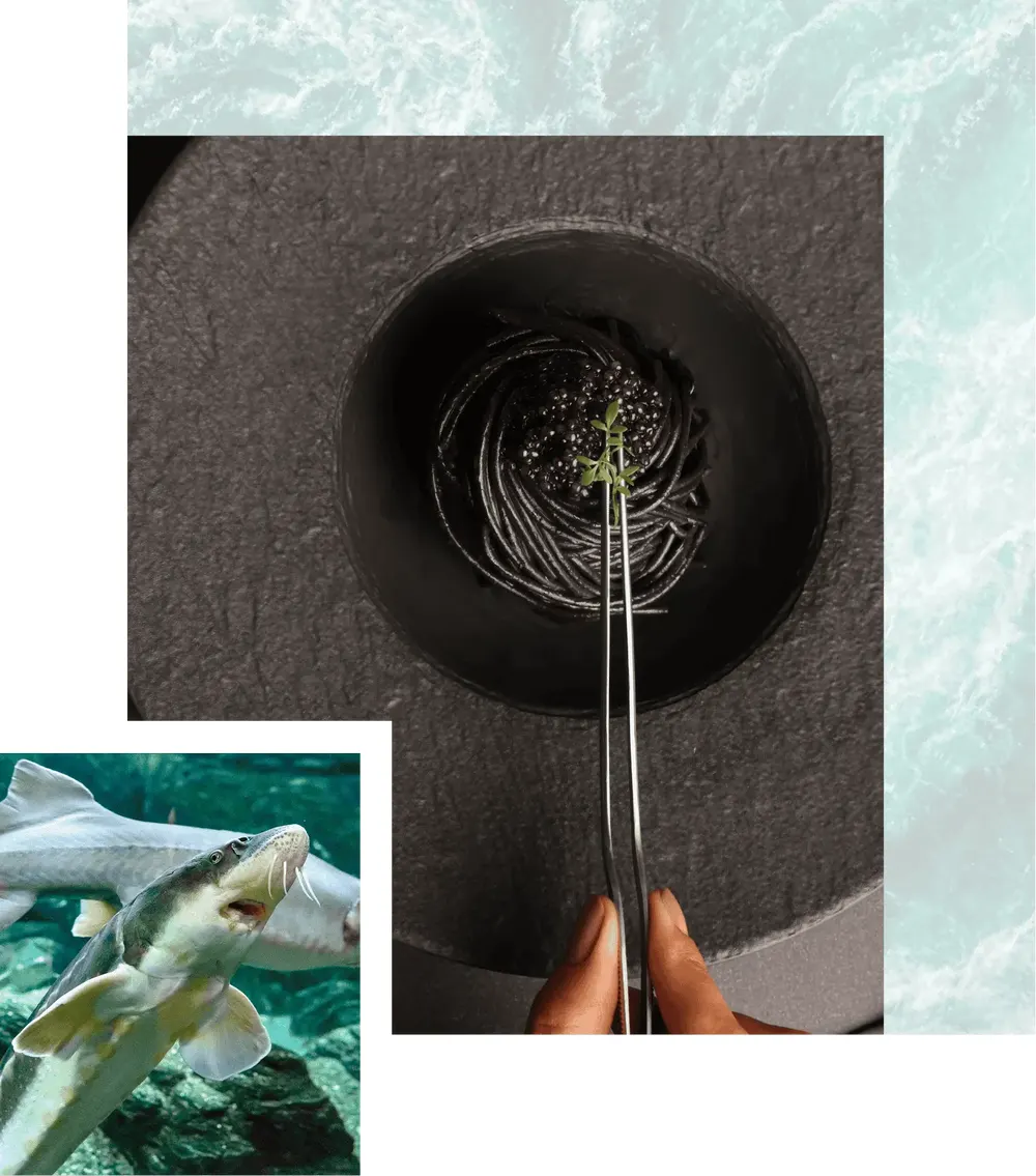 Photo: UGA CAVIAR TRADING, from the company website