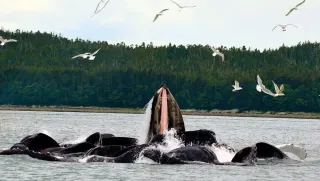 Alaska Travel Adventures