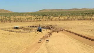 North Australian Helicopters