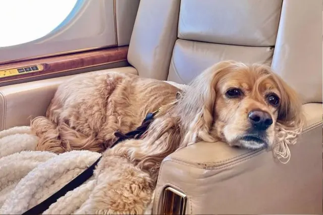 Pets fly with you