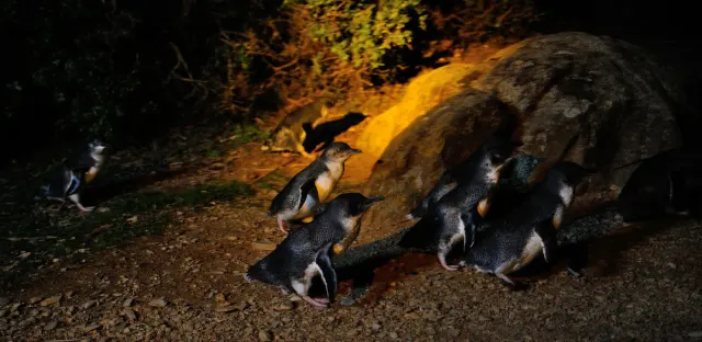 Photo: Penguin tours & travel ltd, from the company website