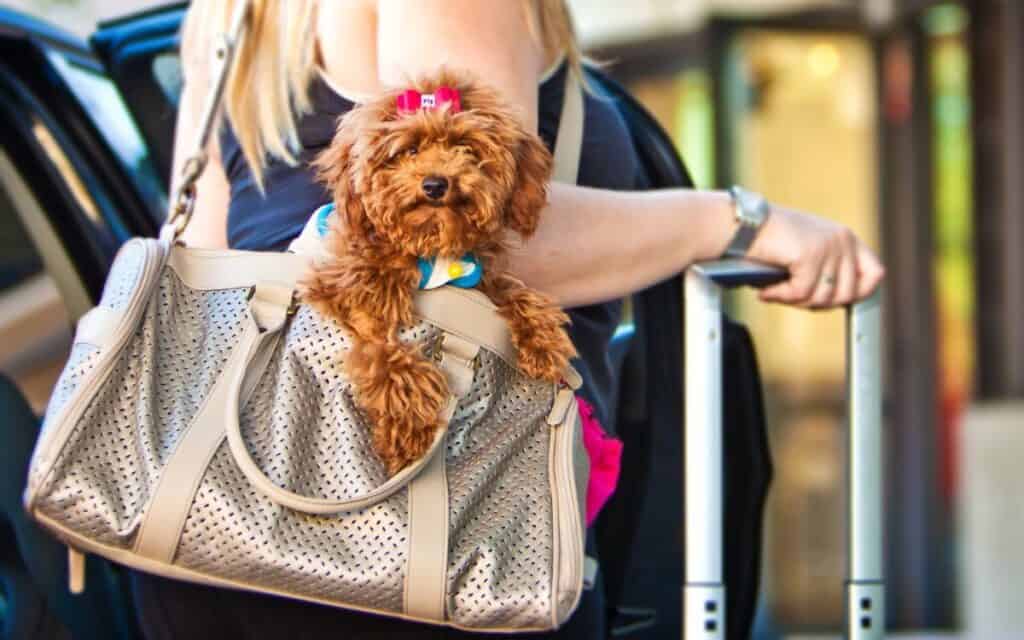 Private Jet Charter with Pets 2026: Top 5 Pet-Friendly Operators + Cost Guide 1 1 12